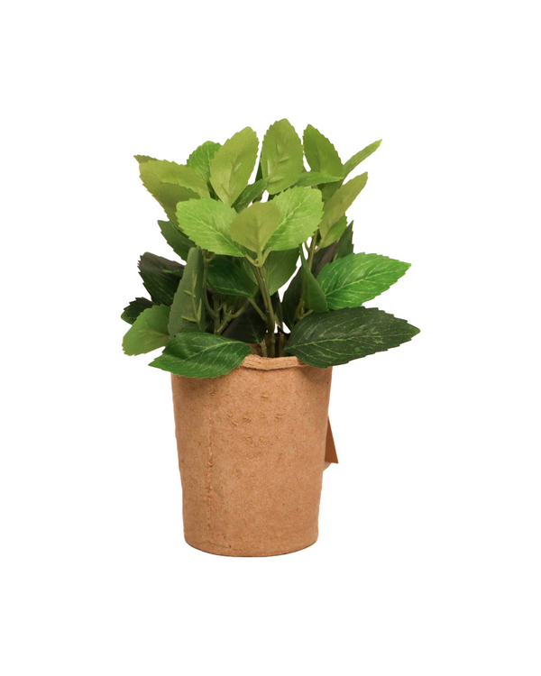 Plant In Kraft Paper Pot
