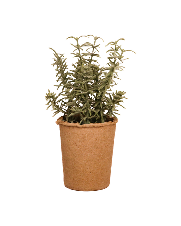 Plant In Kraft Paper Pot Regular