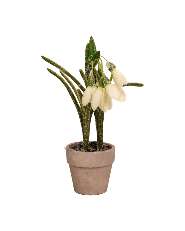 Small Winter Bulb Flower